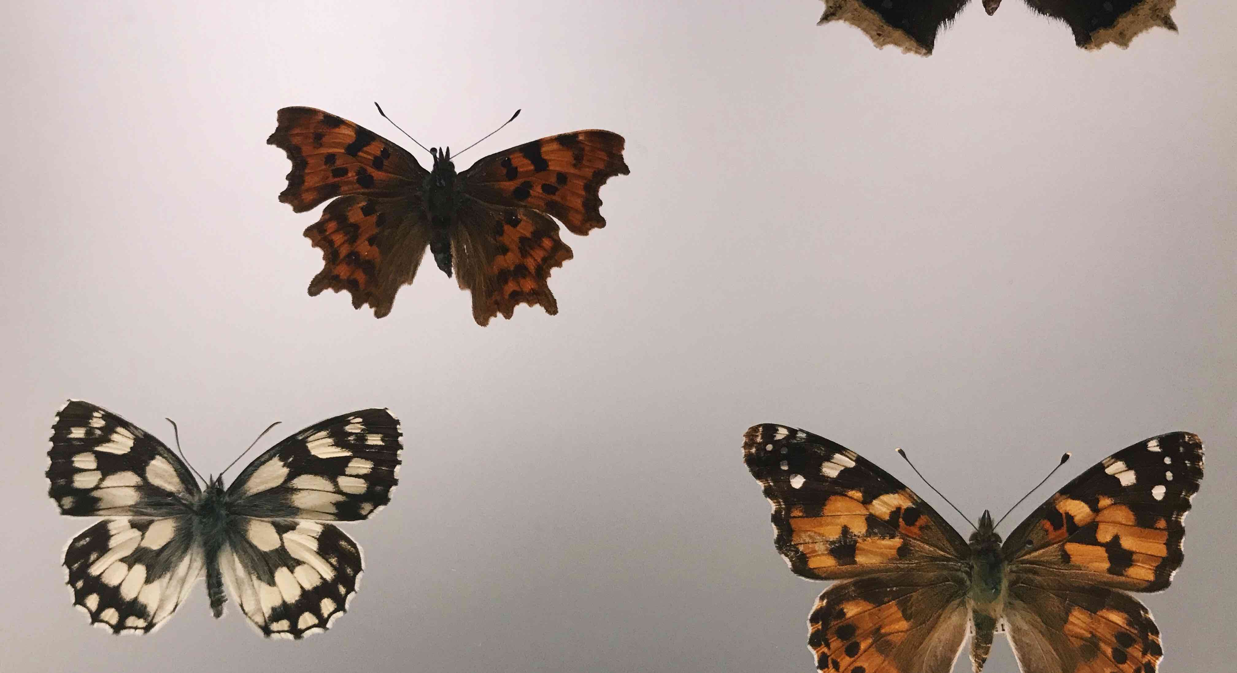 A butterfly with black  and white splotches and a butterfly with organge, black, and white splotches.