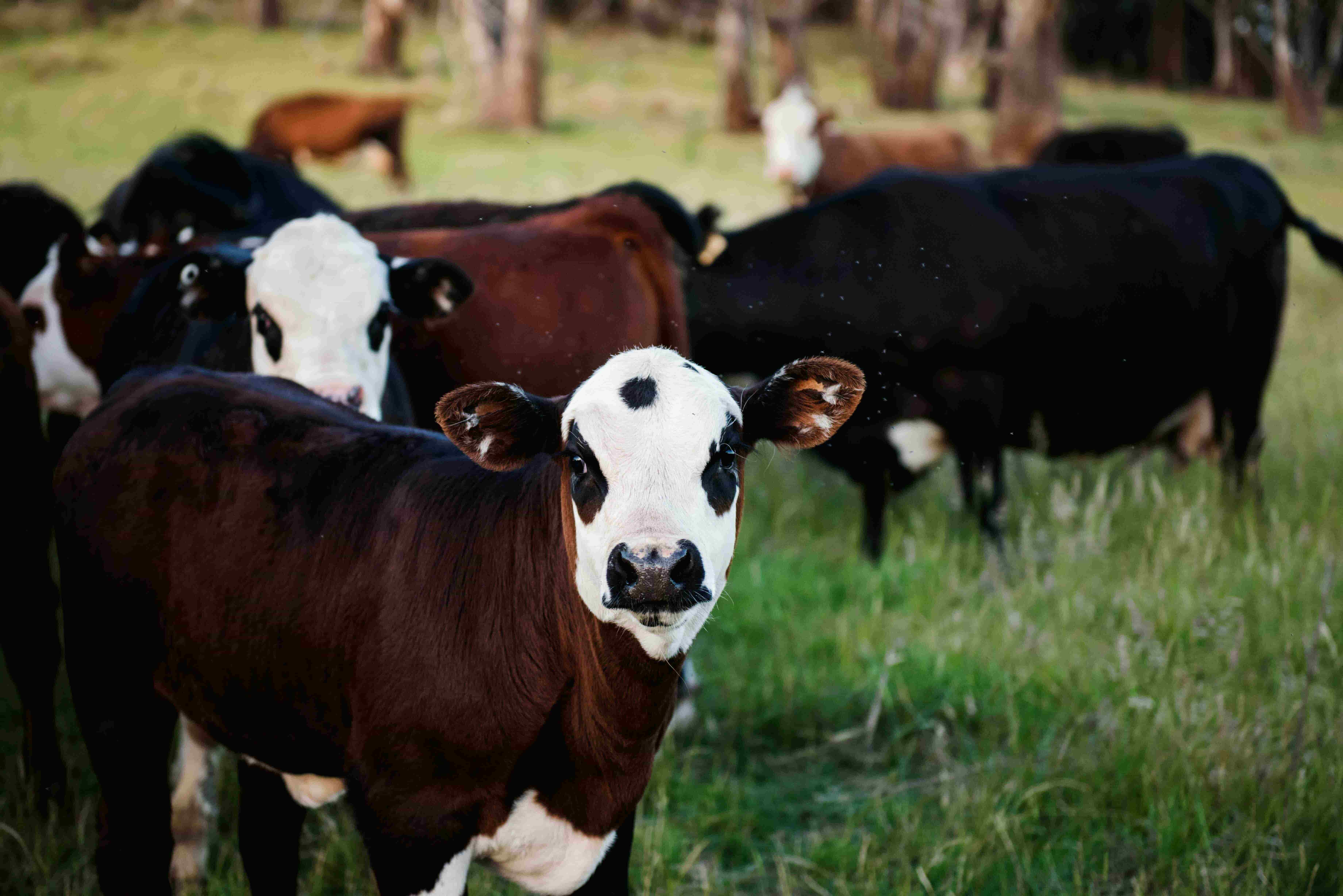 young cattle in a field.